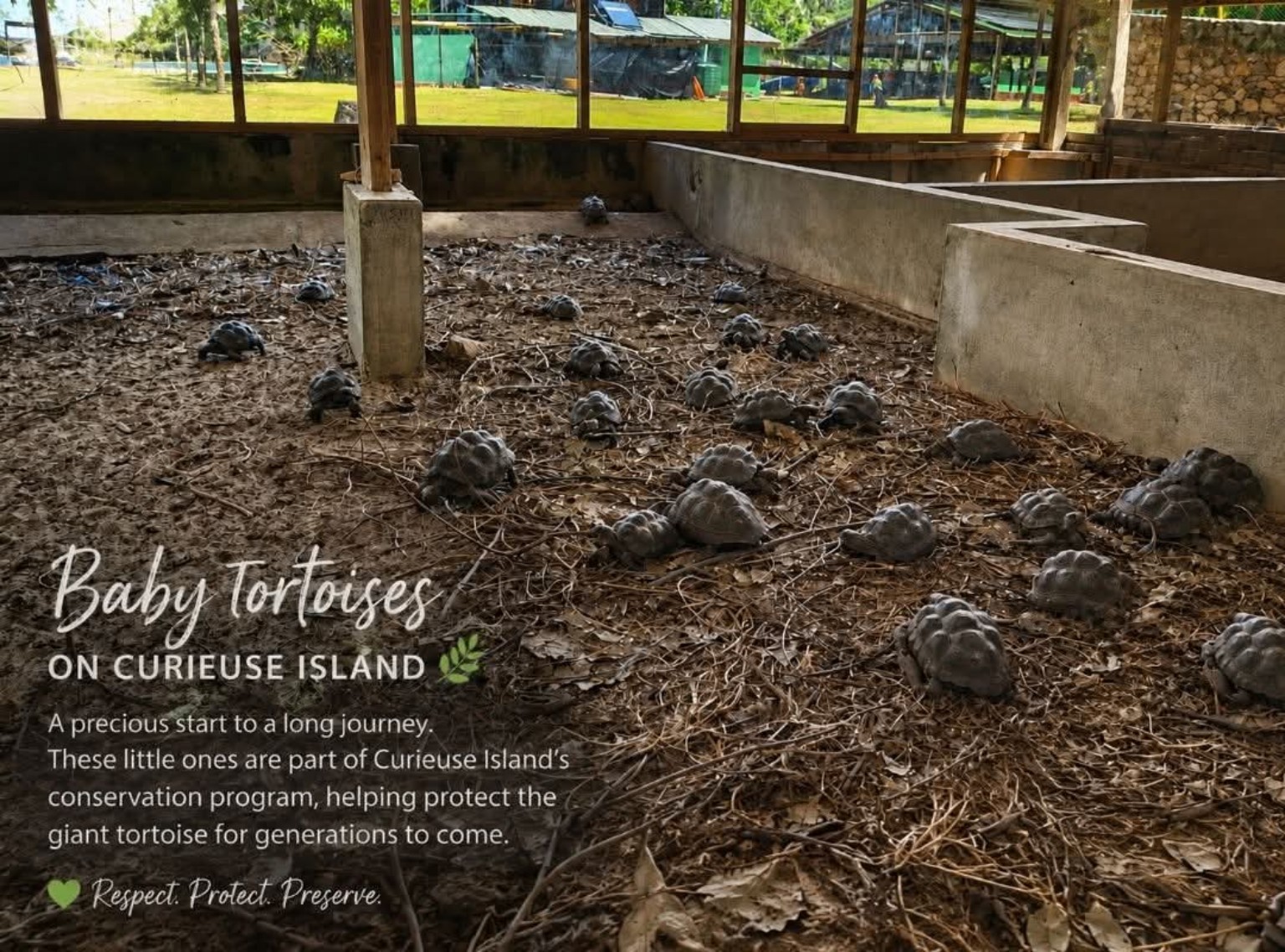 Baby giant tortoises on Curieuse Island